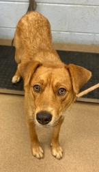 Shelter Stray Female Dog last seen Near Covington Hwy, Decatur, GA 30035, 30035, GA, Atlanta, GA 30341
