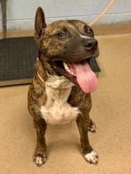 Shelter Stray Male Dog last seen Near Mayson Ave NE, 30307, GA, Atlanta, GA 30341