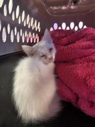 Shelter Stray Male Cat last seen Near Tejas Dr, 79902, CITY of El Paso, TX, Fort Bliss, TX 79906