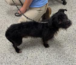 Shelter Stray Male Dog last seen Walnut Ridge Dr and Pavillion Rd, KCMO, 64132, 64132, MO, Kansas City, MO 64132