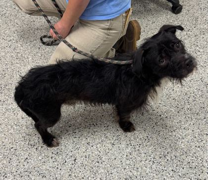 Shelter Stray Male Dog last seen Walnut Ridge Dr and Pavillion Rd, KCMO, 64132, 64132, MO, Kansas City, MO 64132