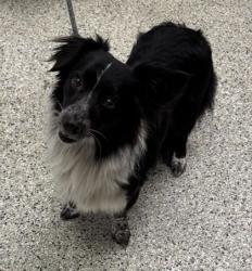 Shelter Stray Male Dog last seen Near HWY & Maple Woods Pkwy, KCMO, 64155, MO, Kansas City, MO 64132