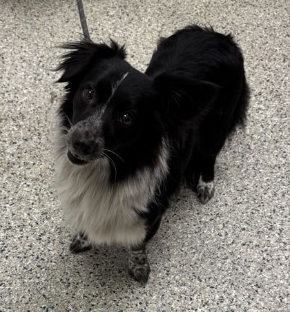 Shelter Stray Male Dog last seen Near HWY & Maple Woods Pkwy, KCMO, 64155, MO, Kansas City, MO 64132