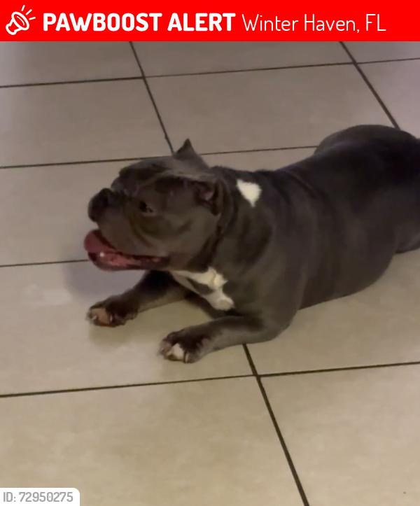 Lost Female Dog last seen Buckeye loop Rd Winter haven fl, Winter Haven, FL 33881