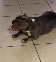 Lost Female Dog last seen Buckeye loop Rd Winter haven fl, Winter Haven, FL 33881