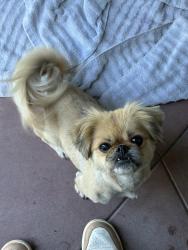 Found/Stray Female Dog last seen Near N El Dorado St Stockton, CA  95204 United States, Stockton, CA 95204
