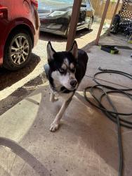 Found/Stray Male Dog last seen North 1st Street across ip Elementary School, Flagstaff, AZ 86004