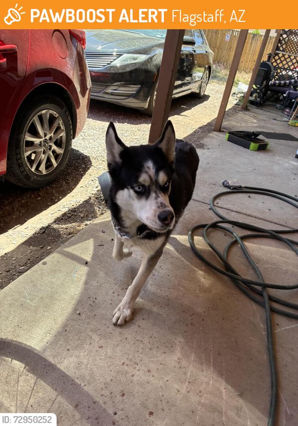 Found/Stray Male Dog last seen North 1st Street across ip Elementary School, Flagstaff, AZ 86004