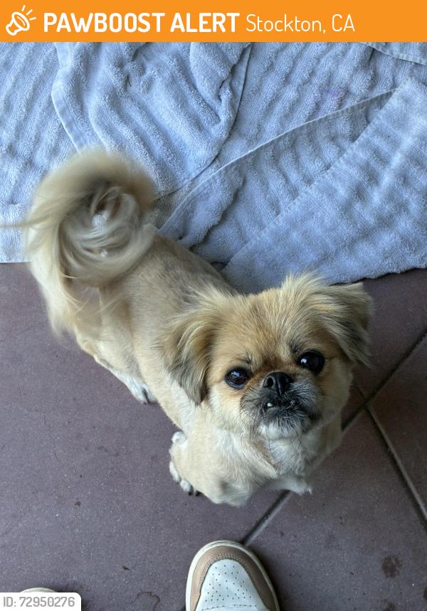 Found/Stray Female Dog last seen Near N El Dorado St Stockton, CA  95204 United States, Stockton, CA 95204