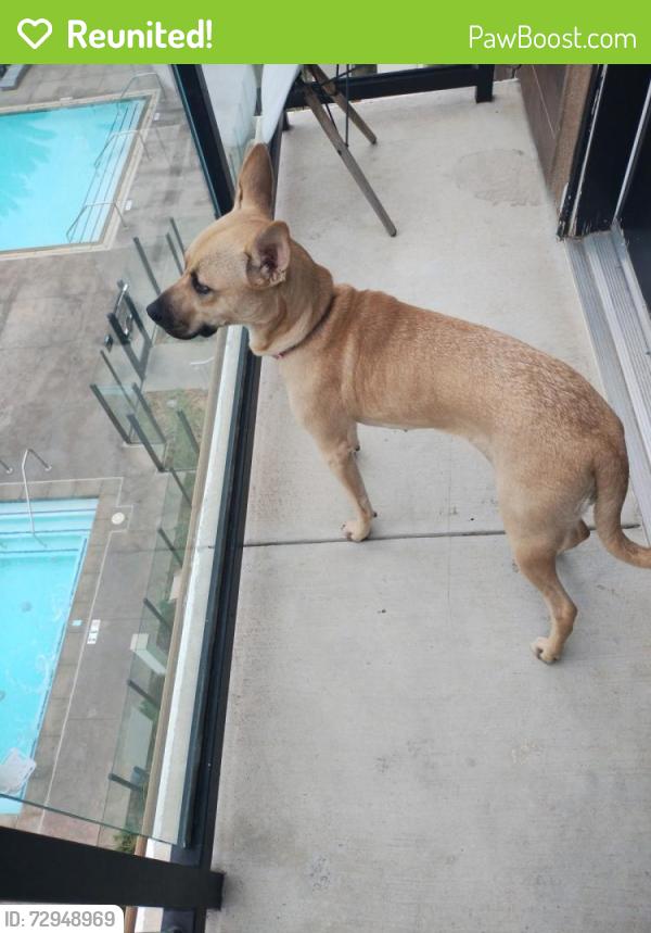 Reunited Female Dog last seen Metro & Óptima street , Chula Vista, CA 91915