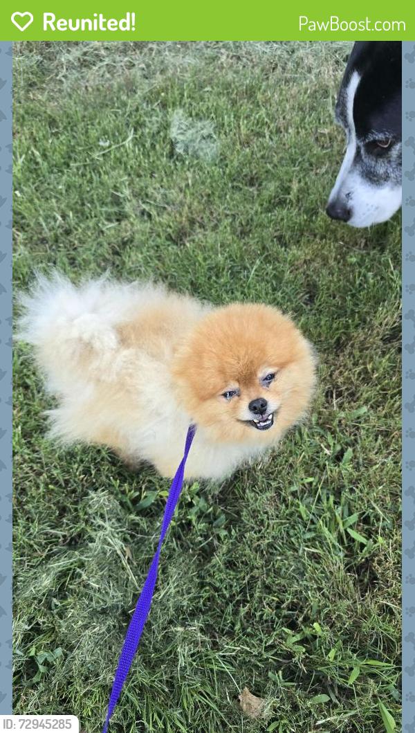 Reunited Unknown Dog last seen Claremont/Briar Hill, Grand Prairie, TX 75052