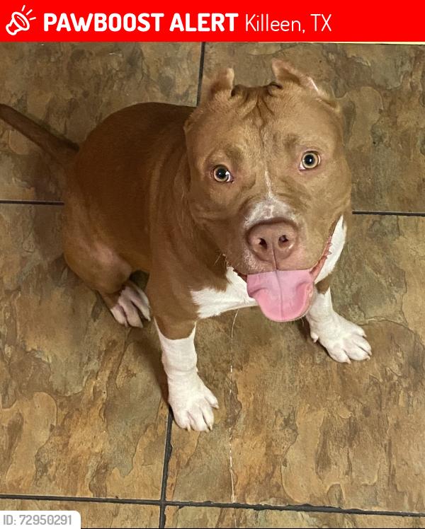 Lost Male Dog last seen Forthood and veterans memorial blvd, Killeen, TX 76541