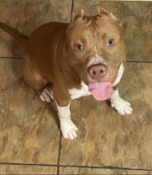 Lost Male Dog last seen Forthood and veterans memorial blvd, Killeen, TX 76541