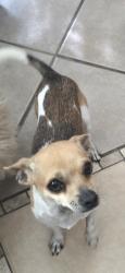Reunited Male Dog last seen Broadway/kelvin, El Paso, TX 79915