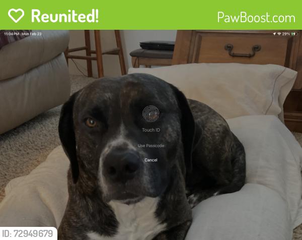 Reunited Male Dog last seen SE Rosewood Ln/ LaCreole Dallas , Dallas, OR 97338