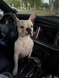 Lost Male Dog last seen Tepic Dr Brownsville, TX  78521, Brownsville, TX 78521