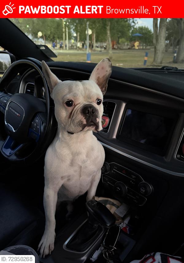 Lost Male Dog last seen Tepic Dr Brownsville, TX  78521, Brownsville, TX 78521
