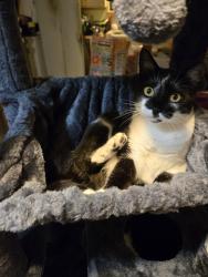 Reunited Female Cat last seen Milwaukee and 34th st, Lubbock, TX 79407