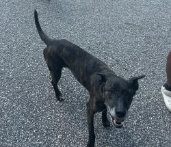 Reunited Female Dog last seen Massey Hill area near the Railroad track. , Fayetteville, NC 28306