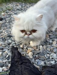 Reunited Female Cat last seen Near chubbys , Springville, UT 84663