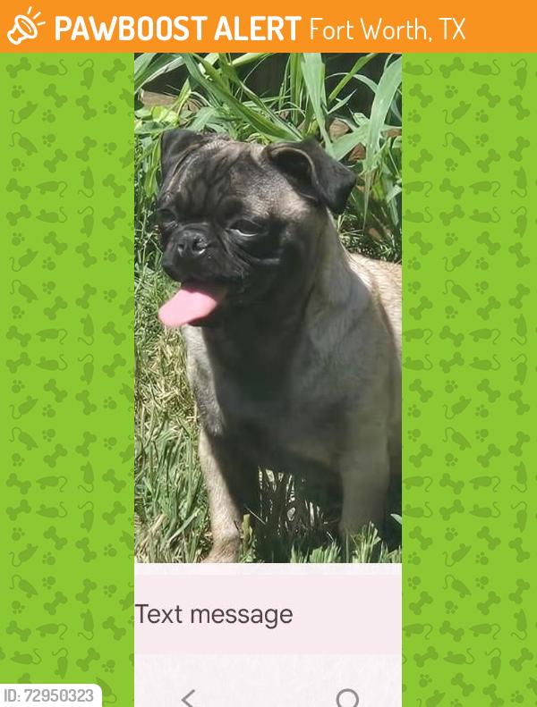 Found/Stray Female Dog last seen NW 23rd St., Fort Worth, TX 76164