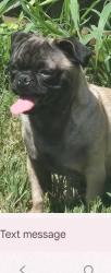 Found/Stray Female Dog last seen NW 23rd St., Fort Worth, TX 76164