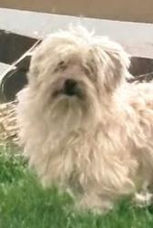 Reunited Male Dog last seen Girard Avenue South off of Burnsville PKWY, Apparently him and Cowboy CROSSED Burnsville parkway and area nearby Vista View Park, Burnsville, MN 55337