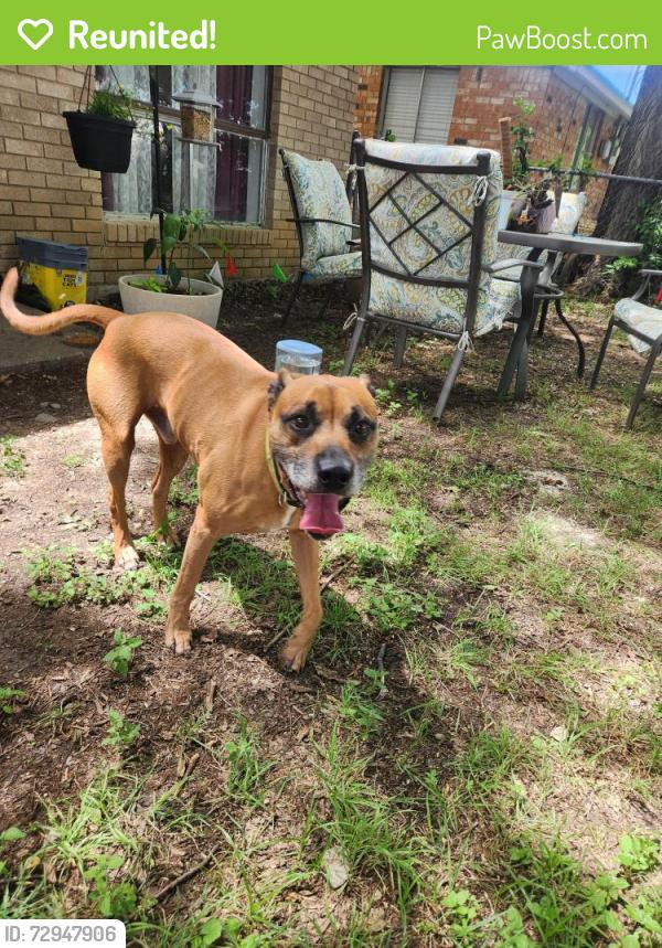 Reunited Male Dog last seen Stuart & Kings Row, Denton, TX 76209