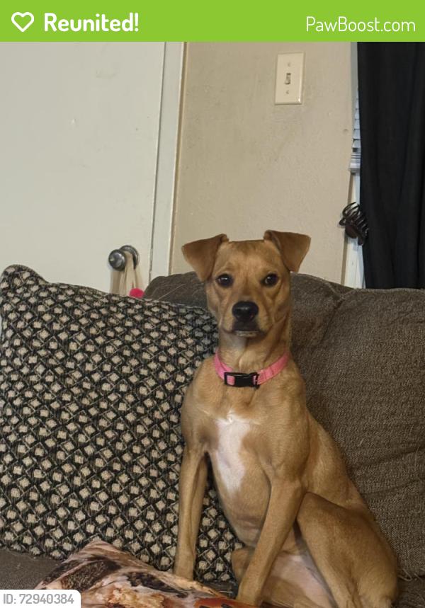 Reunited Female Dog last seen By a elementary alternative and a bunch of hses , San Antonio, TX 78217
