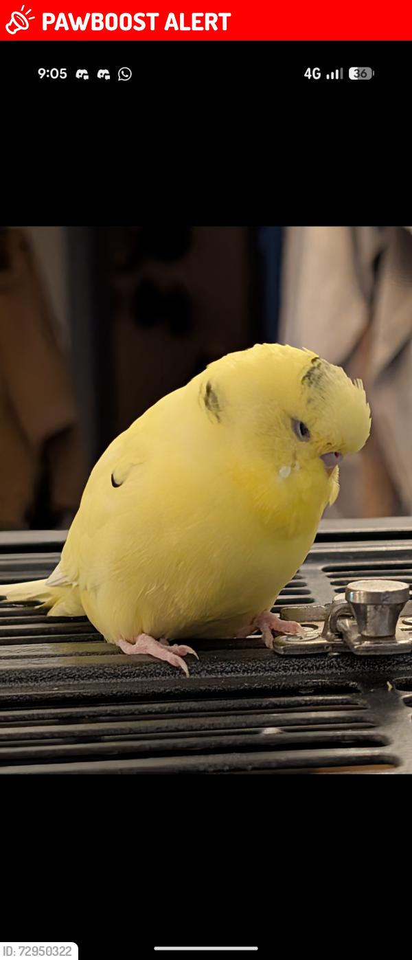 Lost Male Bird last seen Near Tachbrook Road cv313dt, Royal Leamington Spa, England CV31 3DT
