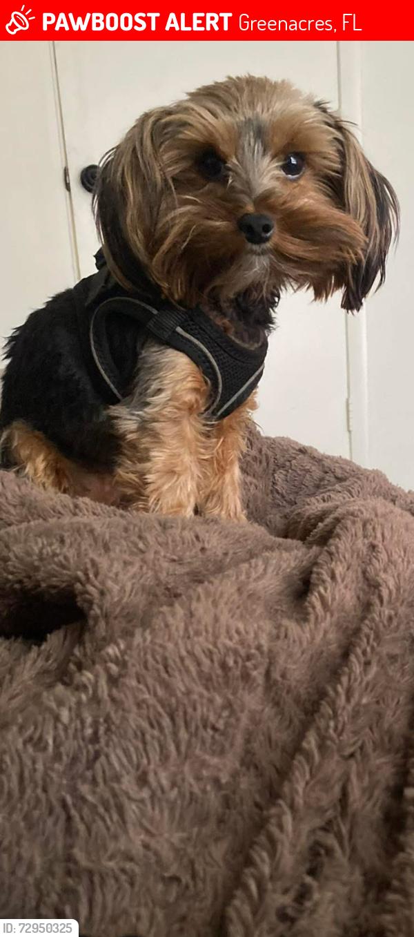 Lost Female Dog last seen Jog rd and Lantana, Greenacres, FL 33463