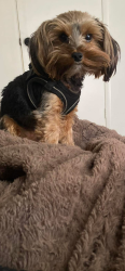 Lost Female Dog last seen Jog rd and Lantana, Greenacres, FL 33463