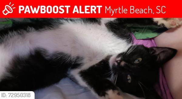 Lost Male Cat last seen Greens boulevard, Myrtle Beach, SC 29577