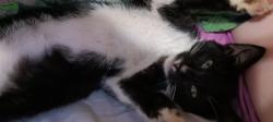 Lost Male Cat last seen Greens boulevard, Myrtle Beach, SC 29577