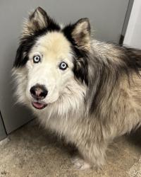 Shelter Stray Female Dog last seen Jefferson Beach Road NE, KINGSTON, WA, 98346, Silverdale, WA 98383