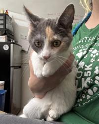 Shelter Stray Female Cat last seen Cascades Pass Blvd, BREMERTON, WA, 98312, Silverdale, WA 98383