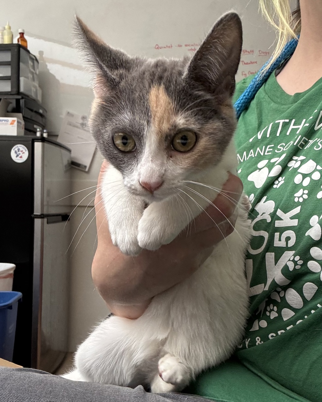 Shelter Stray Female Cat last seen Cascades Pass Blvd, BREMERTON, WA, 98312, Silverdale, WA 98383