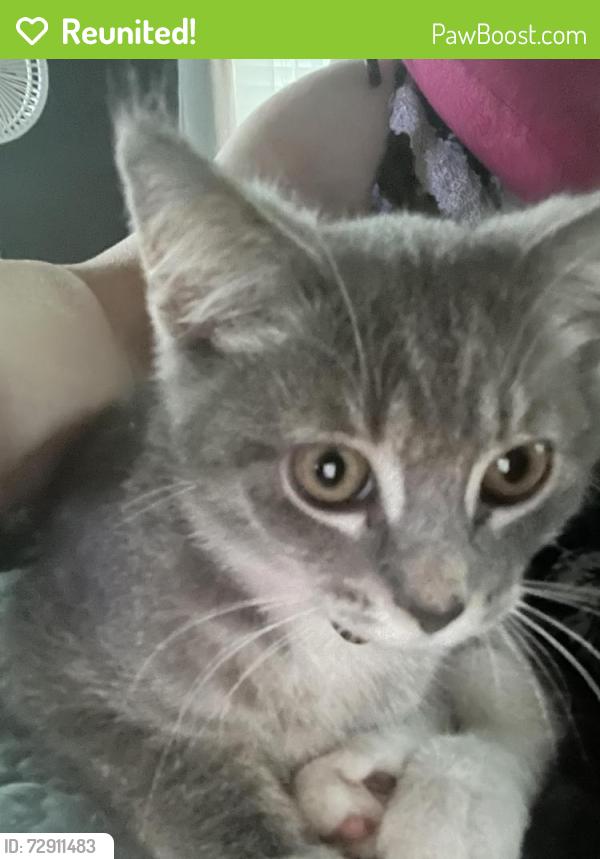 Reunited Female Cat last seen 20th Street Sw, Rochester, MN 55902