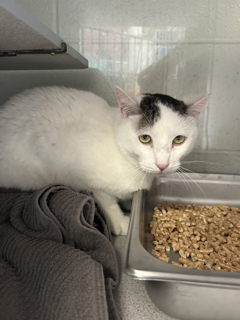 Shelter Stray Male Cat last seen Near S Commerce Drive, MURRAY CITY, UT, 84107, Taylorsville, UT 84123