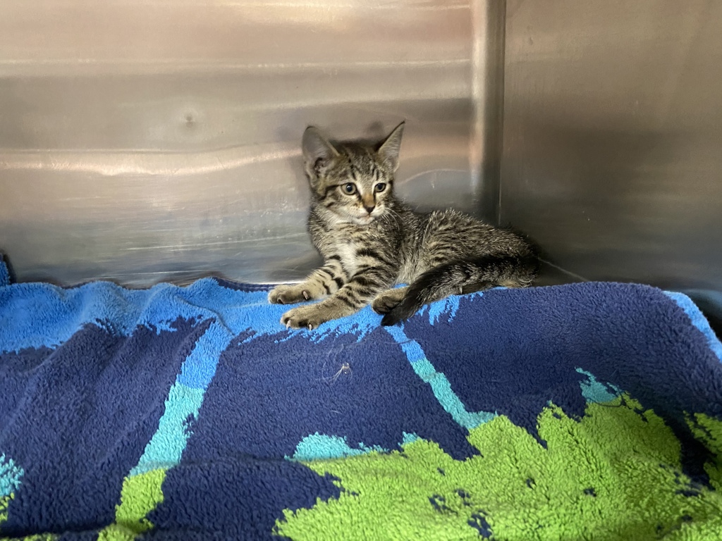 Shelter Stray Female Cat last seen Near W 300 N, SALT LAKE CITY, UT, 84103, 511 W 3900 S, Salt Lake City, UT 84123, USA