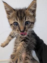 Shelter Stray Male Cat last seen Near Home Avenue, San Diego, CA, 92105, San Diego, CA 92110
