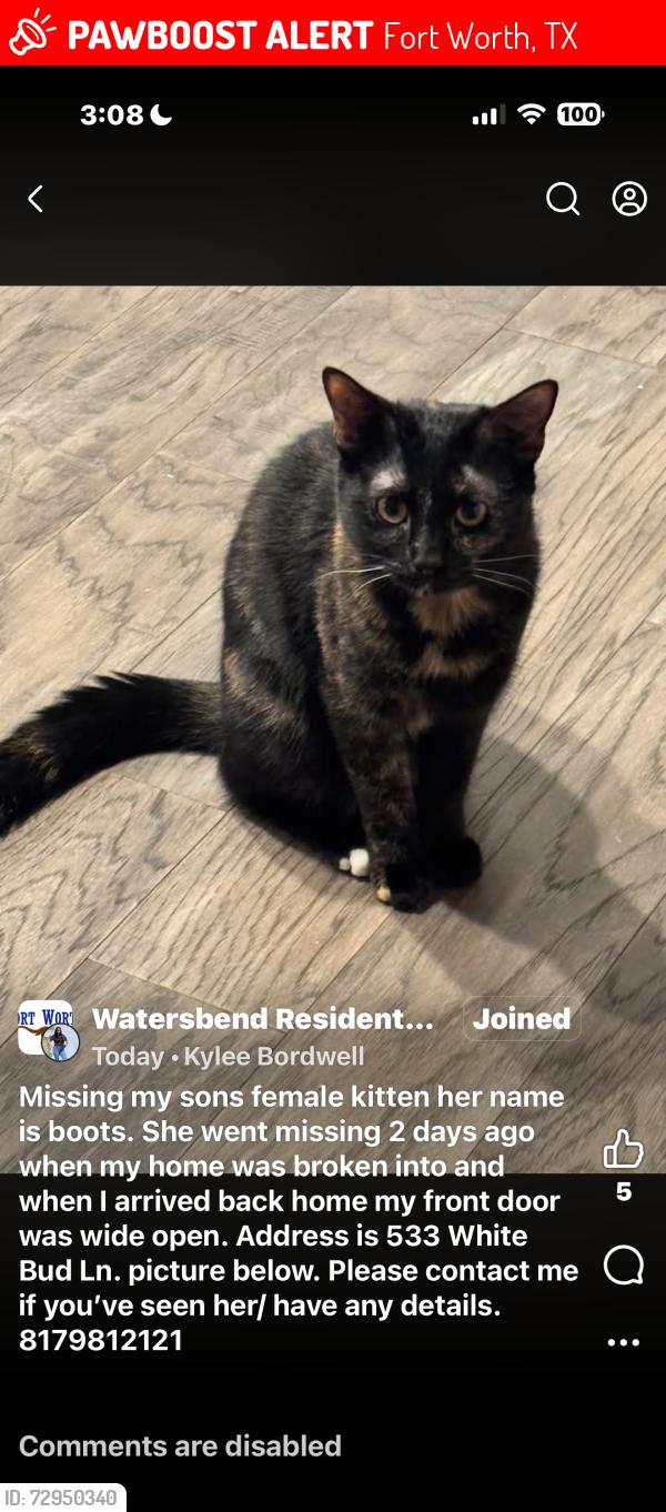 Lost Female Cat last seen Megma, Fort Worth, TX 76131