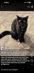Lost Female Cat last seen Megma, Fort Worth, TX 76131