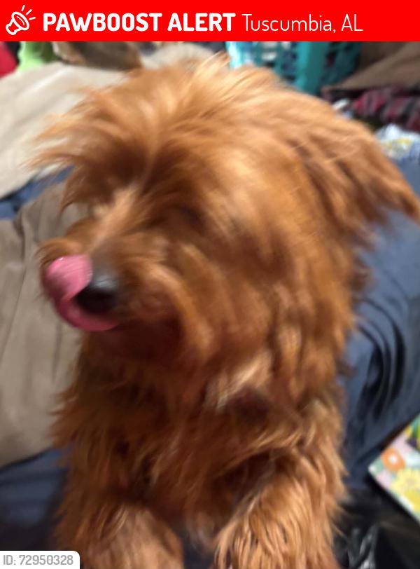 Lost Male Dog last seen Near north Milton street Tuscumbia Al, Tuscumbia, AL 35674