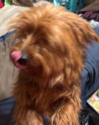 Lost Male Dog last seen Near north Milton street Tuscumbia Al, Tuscumbia, AL 35674