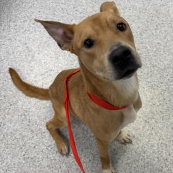 Shelter Stray Male Dog last seen Near NE 14th Street, DES MOINES (Polk County), IA, 50313, Des Moines, IA 50313