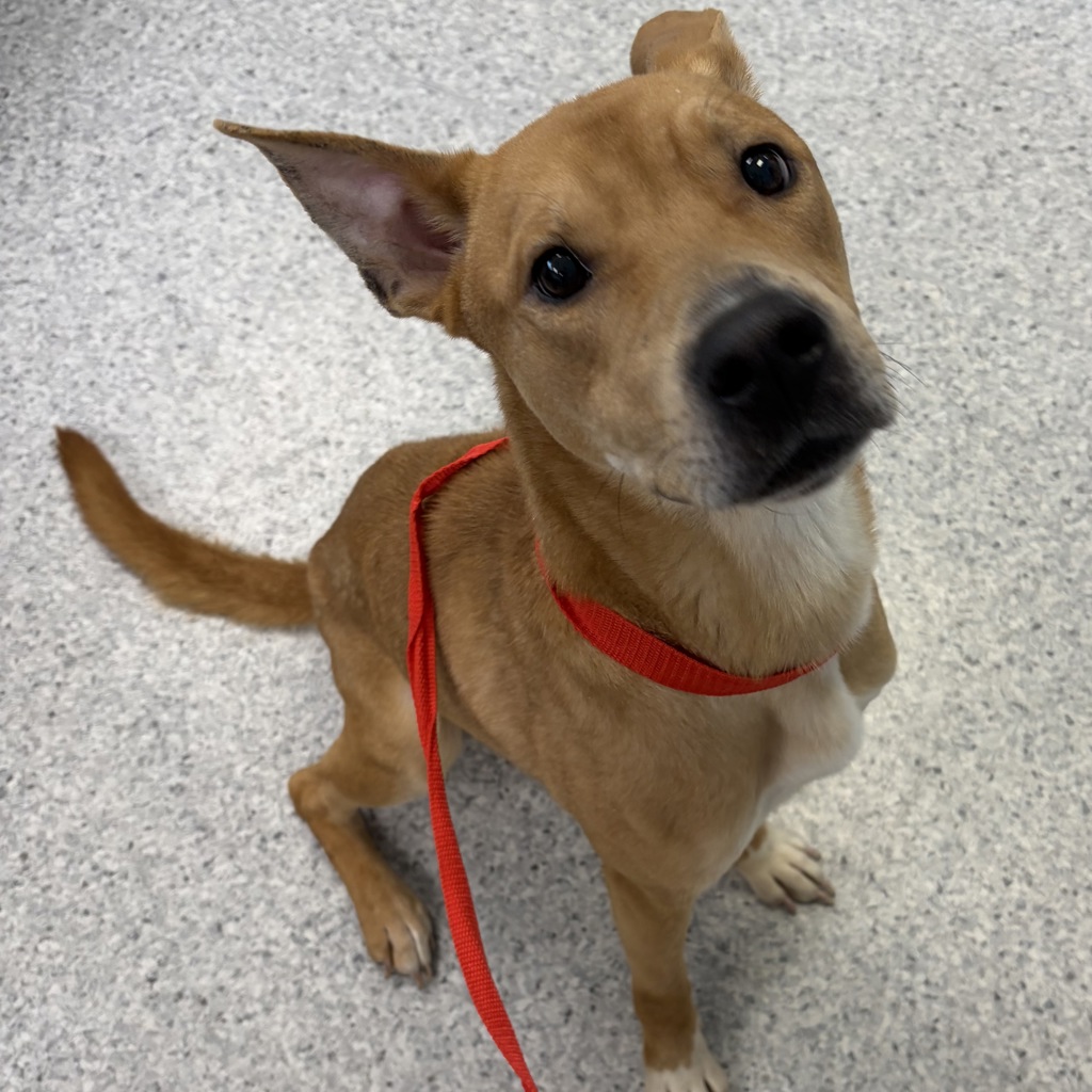 Shelter Stray Male Dog last seen Near NE 14th Street, DES MOINES (Polk County), IA, 50313, Des Moines, IA 50313