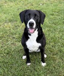 Lost Female Dog last seen Arbor walk, Livingston Parish, LA 70726