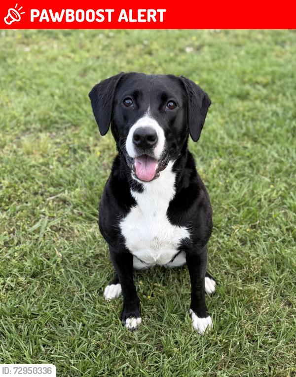 Lost Female Dog last seen Arbor walk, Livingston Parish, LA 70726