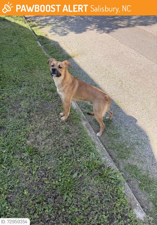 Found/Stray Male Dog last seen Ryan st and MLK jr Avenue, Salisbury, NC 28144